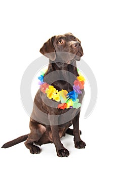 Brown labrador with hawaii lei