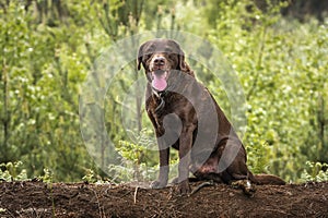 Brown Labrador looking happy in the forest