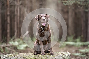 Brown Labrador looking happy in the forest with tongue out