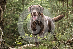 Brown Labrador looking happy in the forest with tongue out