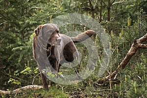 Brown Labrador looking serious in the forest looking to the right