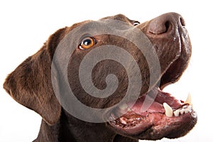 Brown labrador portrait
