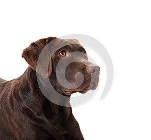Brown labrador portrait