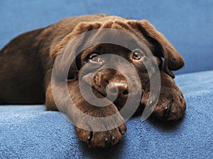 Brown Labrador puppy