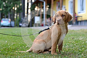 Brown labrador puppy