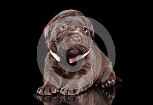 Brown Labrador puppy on black background