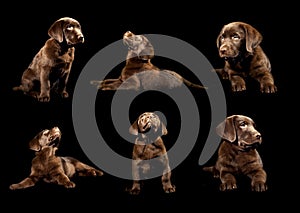 Brown Labrador Puppy Collection on Black Background