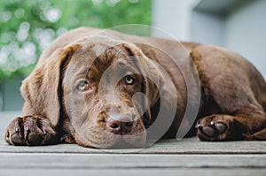 Brown labrador puppy dog lying and looking at camera