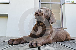 Brown labrador puppy dog lying, titled head