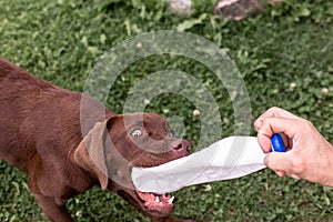 Brown labrador puppy playing with a plastic bottle