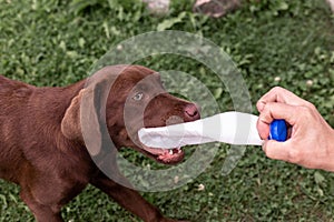 Brown labrador puppy playing with a plastic bottle