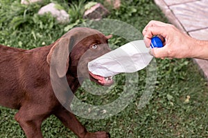 Brown labrador puppy playing with a plastic bottle