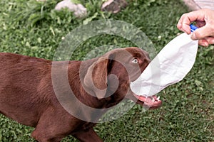 Brown labrador puppy playing with a plastic bottle