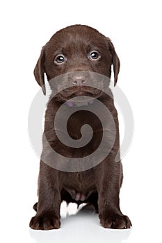 Brown Labrador puppy portrait
