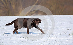 Brown labrador rages in the snow