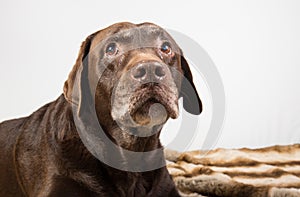 Brown labrador retriever