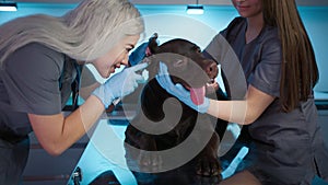 Brown labrador retriever breed dog pet vet checkup, Veterinarian examining ears