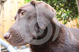 Brown Labrador Retriever. Chocolate dog profile. Best friend.