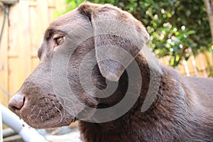 Brown Labrador Retriever. Chocolate Lab profile. Best friend.