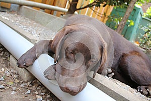 Brown Labrador Retriever. Chocolate Labrador Puppy. Dog face. Sleepy dog.