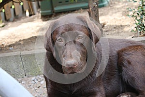 Brown Labrador Retriever. Chocolate Labrador Puppy. Man's best friend.