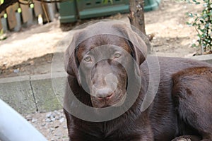 Brown Labrador Retriever. Chocolate Labrador Puppy. Pedigreed Labrador.