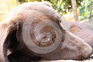 Brown Labrador Retriever. Chocolate Labrador Puppy. Pet face close-up.