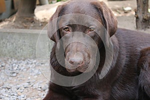 Brown Labrador Retriever. Chocolate Labrador Puppy. Pets in the garden.