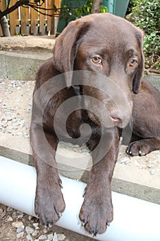 Brown Labrador Retriever. Chocolate looking dog. Man\'s best friend. Paws.