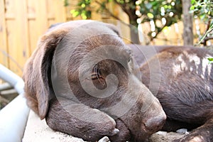 Brown Labrador Retriever. Chocolate Puppy. Man\'s best friend. Sleepy.