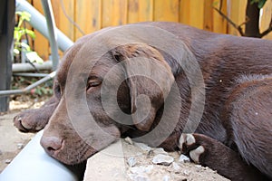 Brown Labrador Retriever. Chocolate sleepy dog. Best friend.