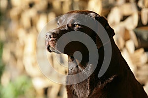 Brown Labrador retriever dog