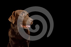 Brown Labrador retriever dog in front of isolated black background