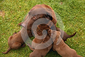 Brown Labrador Retriever dog litter of pups