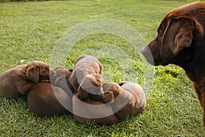 Brown Labrador Retriever dog litter of pups