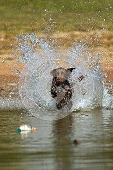 Brown labrador retriever jumps in the water