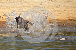 Brown labrador retriever jumps in the water