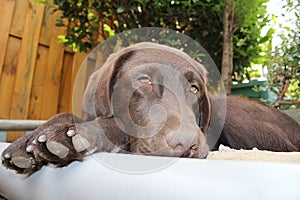 Brown Labrador Retriever. Labrador Puppy. Dog face. Sleepy dog.