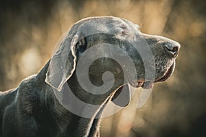 Brown Labrador retriever in nature