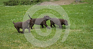 Brown labrador retriever, puppies running on the lawn, normandy in france, slow motion