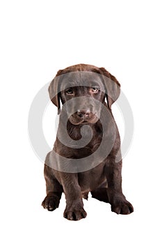 Brown labrador retriever puppy