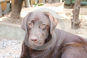 Brown Labrador Retriever puppy. Dog portrait. Looking Chocolate Lab.