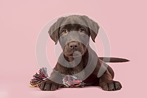 Brown labrador retriever puppy lying down seen from the front, with its paws in front of her holding a knotted rope bone toy and l