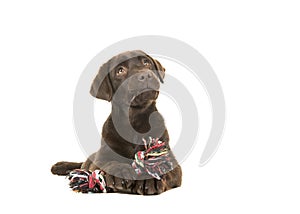 Brown labrador retriever puppy lying down seen from the front, with its paws in front holing a knotted rope bone and looking up