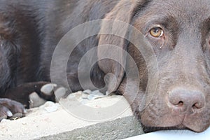 Brown Labrador Retriever puppy. Tired dog. Chocolate Labrador. Close-up.
