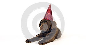 Brown Labrador Retriever, Puppy wearing a Pointed Hat on White Background, Normandy