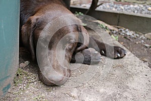 Brown Labrador Retriever. Pure-Bred Labrador. Tired dog.