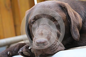 Brown Labrador Retriever. Sleeping dog. Paw.