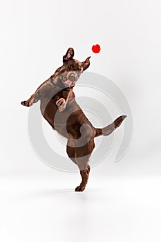 The brown labrador retriever on white