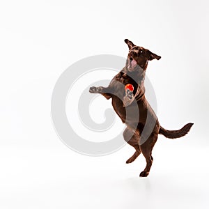 The brown labrador retriever on white